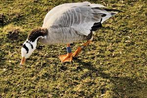 A view of a Bar Headed Goose photo