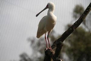 A close up of a Spoonbill photo