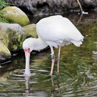A close up of a Spoonbill photo