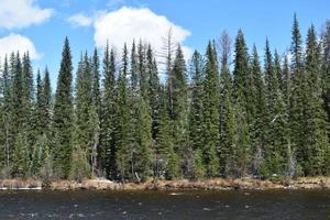 Impassable taiga on the bank of the Yenisei photo