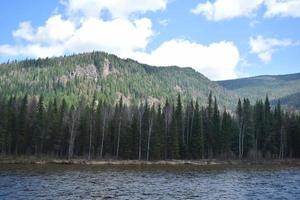 Impassable taiga on the bank of the Yenisei photo