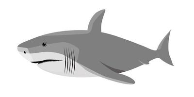 Vector image of a dangerous hungry shark with sharp teeth. Isolated vector illustration.