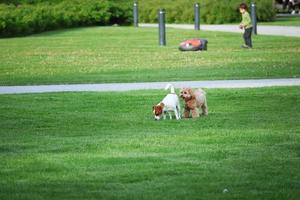 perros pequeños persiguiéndose unos a otros jugando en un césped verde de verano foto