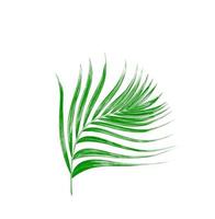 Green leaf of palm tree isolated on white background photo