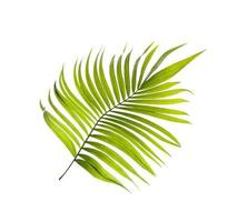 Green leaves of palm tree on white background photo