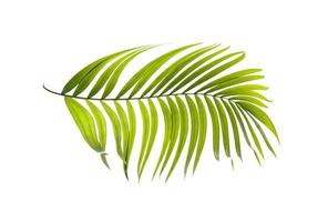 Green leaves of palm tree on white background photo