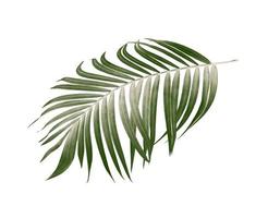 Green leaves of palm tree on white background photo