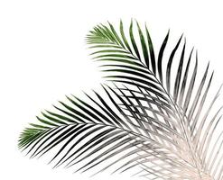 Green leaf of palm tree on white background photo