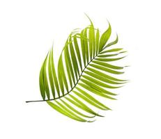 Green leaves of palm tree on white background photo