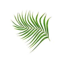 Green leaves of palm tree isolated on white background photo