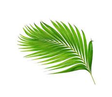 green leaves of palm tree isolated on white background photo