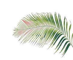 concept summer with green palm leaf from tropical . frond floral leaves branches tree isolated on white pattern background. flat lay, top view. photo