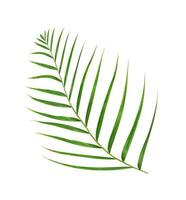 Green leaves of palm tree isolated on white background photo