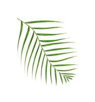 Green leaves of palm tree isolated on white background photo