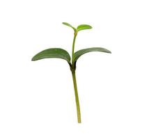 Green sapling plant isolated on white background photo