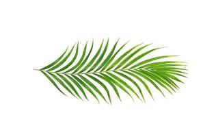 Hojas verdes de palmera aislado sobre fondo blanco. foto