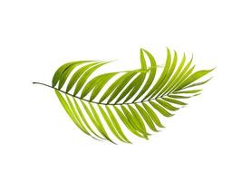 Green leaves of palm tree on white background photo