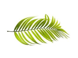 Green leaves of palm tree on white background photo