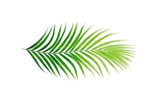 Green leaves of palm tree isolated on white background photo