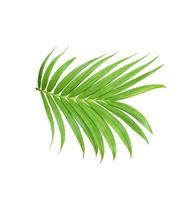 green leaf of palm tree isolated on white background photo