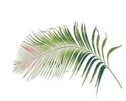 concept summer with green palm leaf from tropical . frond floral leaves branches tree isolated on white pattern background. flat lay, top view. photo