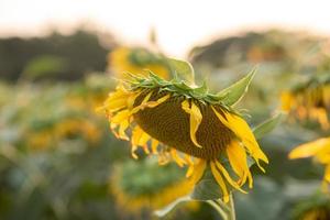 Beautiful yellow sunflower in the evening sunset  orange light photo