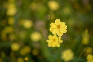 Beautiful yellow flowers in the evening photo