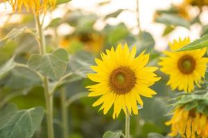 Beautiful yellow sunflower in the evening  sunset  orange light photo