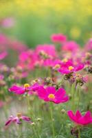 Pink flowers and green leaves have beautiful green main scenes. photo