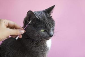 Cleaning ears cat with cotton bud on pink background. Hygienic and veterinary concept. Closeup gray cat photo