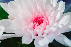 flor de crisantemo rosa foto