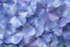 hydrangea flower background photo