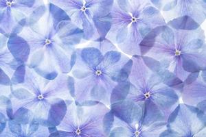 hydrangea flower background photo