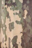 Platanus sycamore camouflage bark photo