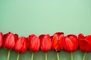 Row of tulips photo