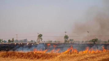 Farmers are burning rice stubble in the rice fields. photo