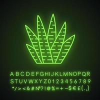 Zebra cactus neon light icon. Haworthia. Small succulent plant. Garden and container plant. African exotic flora. Glowing sign with alphabet, numbers and symbols. Vector isolated illustration