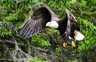 águila en vuelo de caza foto