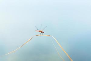 Little dragonfly holding on leaf brown blue in background. photo