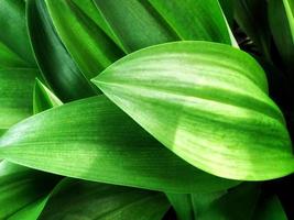 Green leaf in sunny day, Top view concept. photo