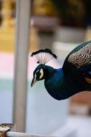 blue peacock close up photo