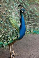 pavo real azul de cerca foto