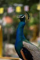 blue peacock close up photo