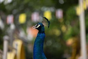 blue peacock close up photo