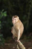 Wild monkeys are lounging and eating on the ground. in Khao Yai National Park, Thailand photo