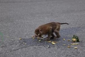 Wild monkeys are lounging and eating on the ground. in Khao Yai National Park, Thailand photo