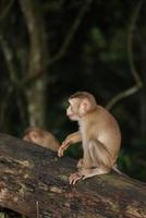 los monos salvajes descansan y comen en el suelo. en el parque nacional de khao yai, tailandia foto