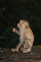 Wild monkeys are lounging and eating on the ground. in Khao Yai National Park, Thailand photo