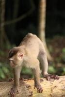 Wild monkeys are lounging and eating on the ground. in Khao Yai National Park, Thailand photo