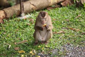 Wild monkeys are lounging and eating on the ground. in Khao Yai National Park, Thailand photo